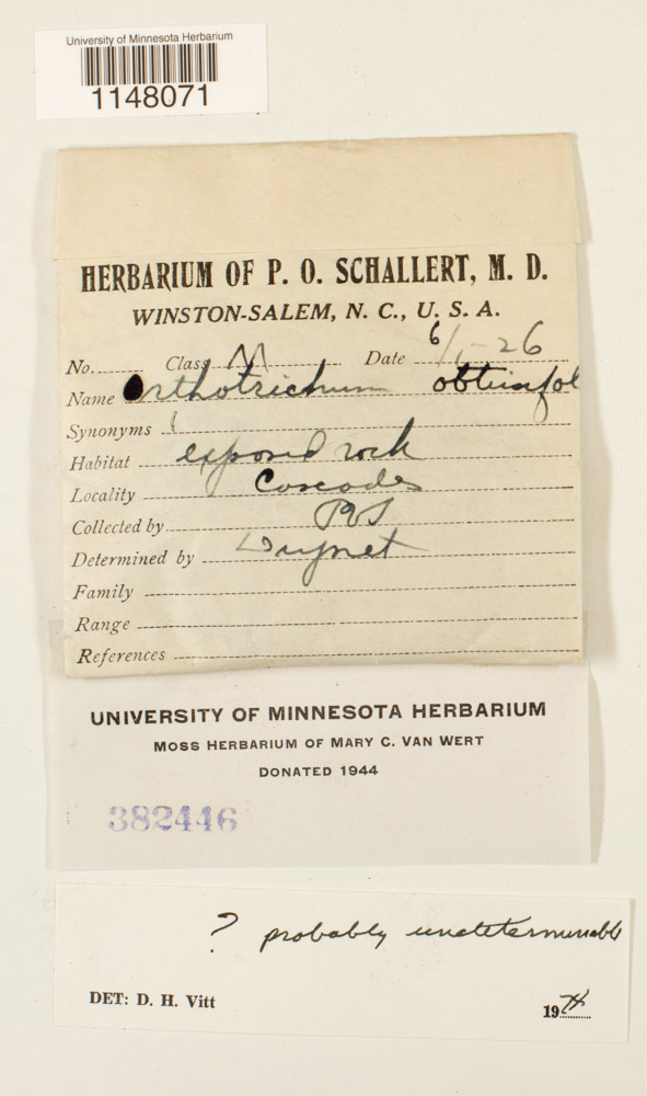 Orthotrichum obtusifolium image