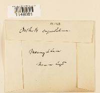 Orthotrichum cupulatum image