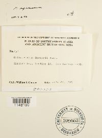 Orthotrichum sordidum image