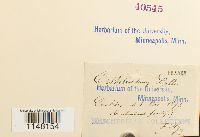 Orthotrichum lyellii image