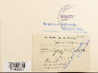 Orthotrichum pumilum image