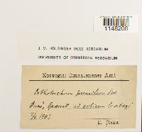 Orthotrichum pumilum image