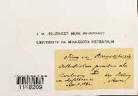 Orthotrichum pumilum image