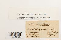 Orthotrichum pumilum image