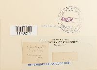 Orthotrichum pumilum image