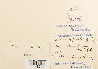 Orthotrichum pumilum image