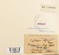 Orthotrichum pumilum image