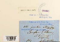 Orthotrichum pumilum image