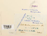 Orthotrichum pumilum image