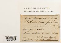 Orthotrichum pumilum image