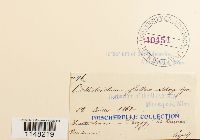 Orthotrichum pumilum image