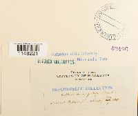 Orthotrichum pumilum image