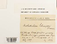 Orthotrichum pumilum image