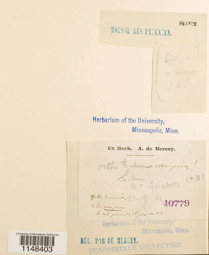 Orthotrichaceae image