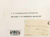 Eurhynchium praelongum image