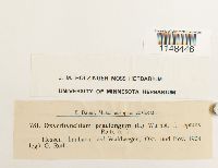 Eurhynchium praelongum image