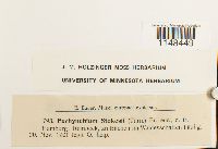 Eurhynchium praelongum image