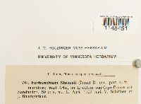 Eurhynchium praelongum image