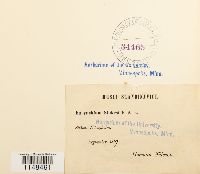 Eurhynchium praelongum image