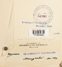 thumbnail image of current specimen