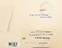 thumbnail image of current specimen