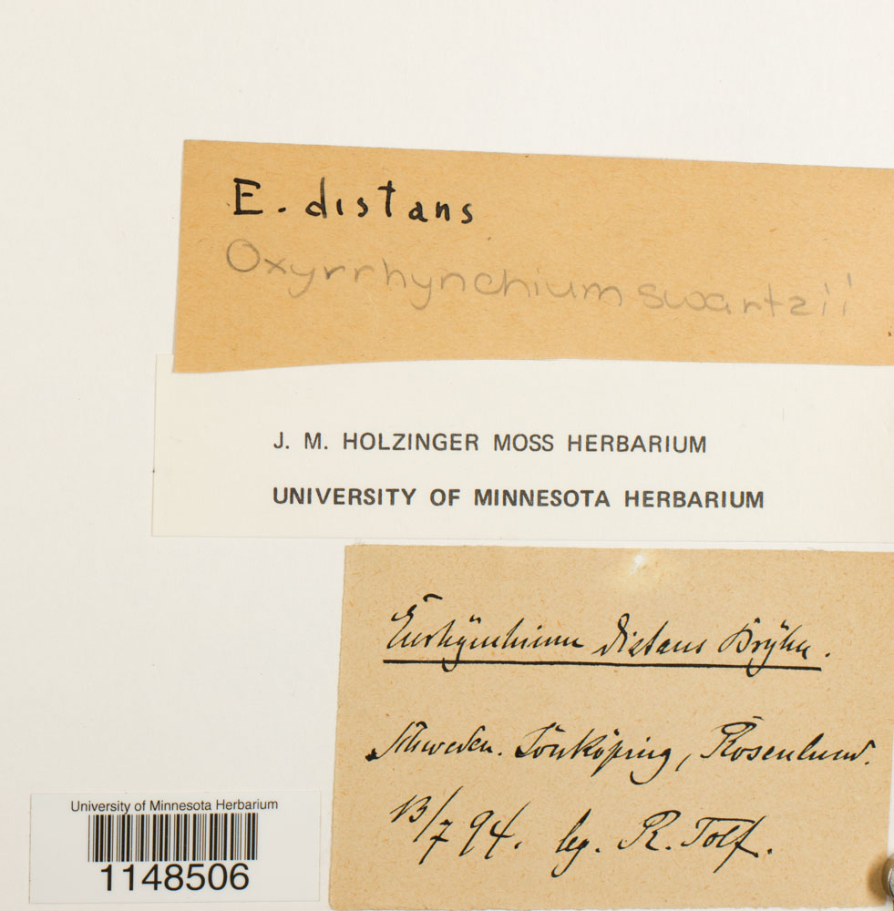 Brachytheciaceae image