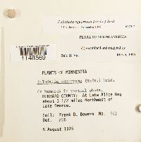 Paludella squarrosa image