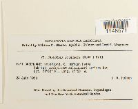 Paludella squarrosa image