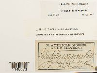 Paludella squarrosa image