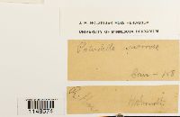 Paludella squarrosa image