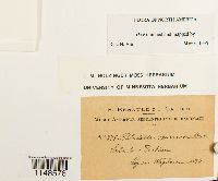 Paludella squarrosa image