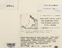 Paludella squarrosa image