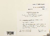 Paludella squarrosa image