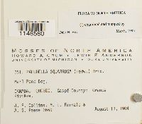 Paludella squarrosa image