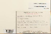 Paludella squarrosa image