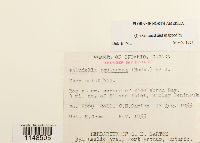 Paludella squarrosa image