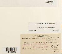 Paludella squarrosa image