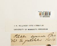 Paludella squarrosa image