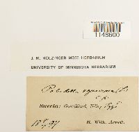 Paludella squarrosa image