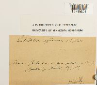 Paludella squarrosa image