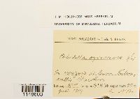 Paludella squarrosa image