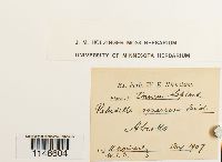 Paludella squarrosa image