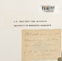 Paludella squarrosa image