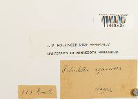 Paludella squarrosa image