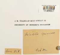 Paludella squarrosa image