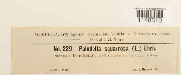 Paludella squarrosa image