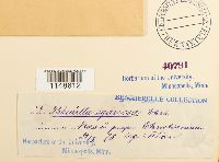 Paludella squarrosa image