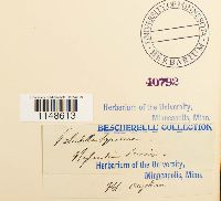 Paludella squarrosa image