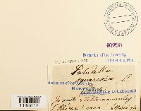 Paludella squarrosa image