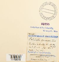 Paludella squarrosa image